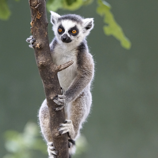 _DSC6829 Ringstaartmaki