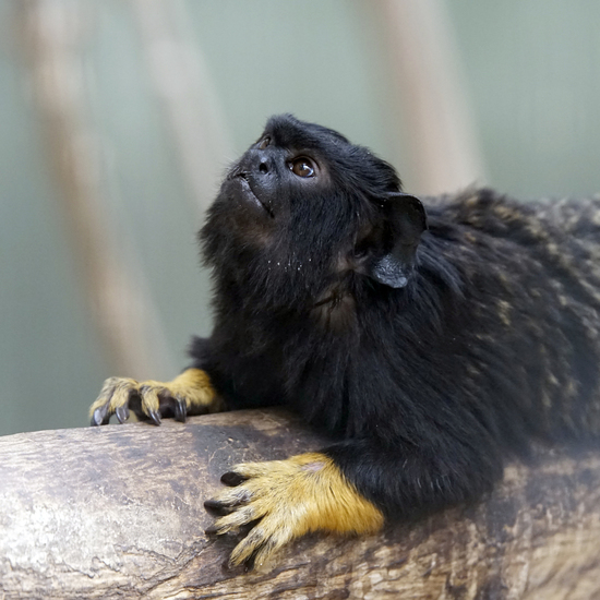 _DSC6900 Roodhandtamarin