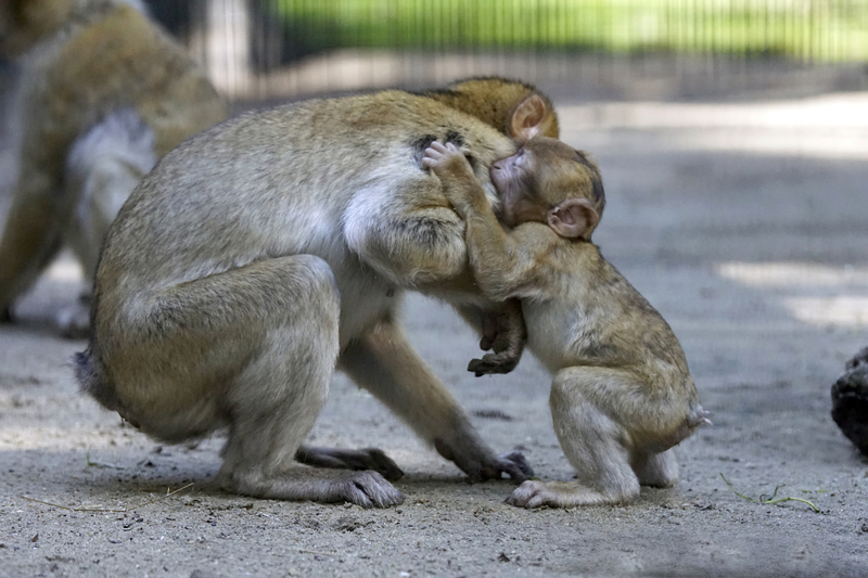 _DSC7155 Berberapen broertje en zus