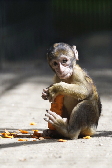 _DSC6478 Jonge Berberaap