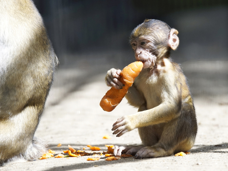 _DSC6480 Jonge Berberaap