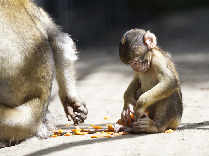 _DSC6481 Jonge Berberaap