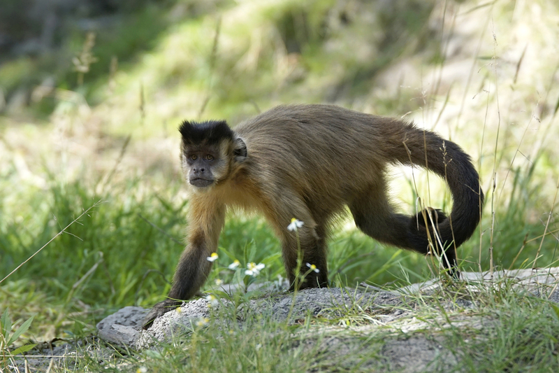 _DSC6760 Geelborstkapucijnaap