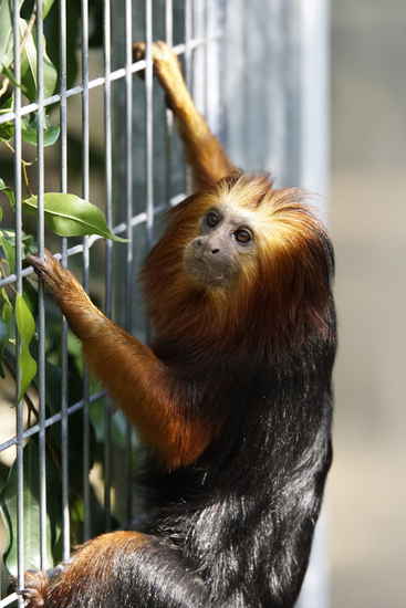 _DSC8734 Goudkopleeuwaap