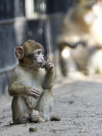 _DSC8982 Berberaap jong
