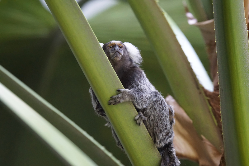 _DSC9558 Penseelaapje