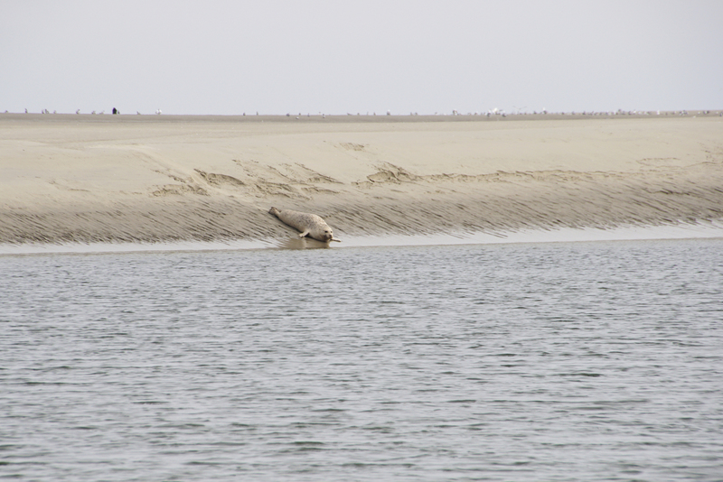 _DSC4130 Haamstede zeehondje