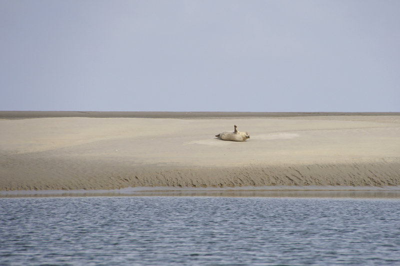 _DSC4432 Haamstede zeehondje
