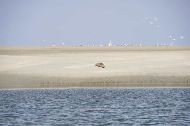 _DSC4496 Haamstede zeehondje