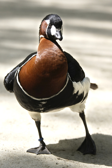 _DSC6774 Roodhalsgans