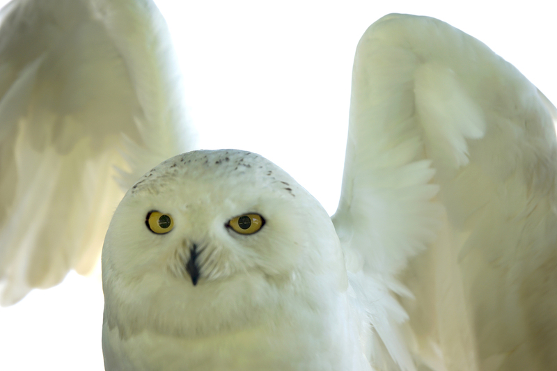 _DSC8465 Sneeuwuil