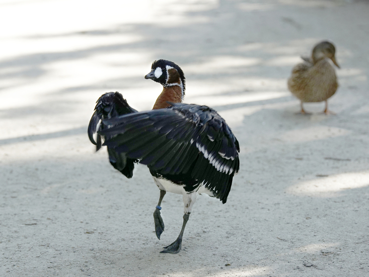 _DSC8709 Roodhalsgans