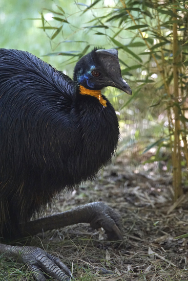 _DSC9385 Oranjehalskasuaris