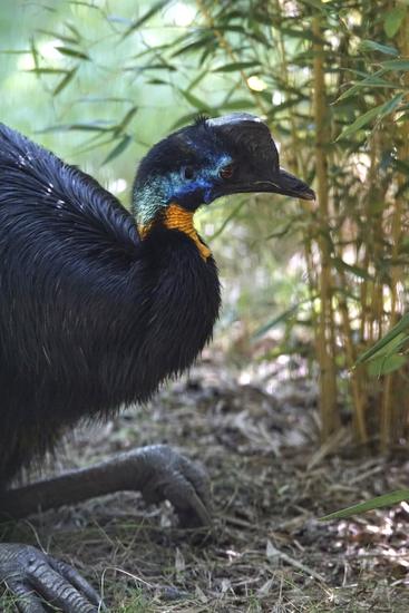 _DSC9388 Oranjehalskasuaris