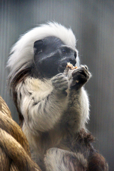 _DSC4544 Pinchéaapje