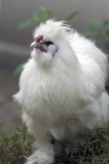_DSC7209 Witte Zijdehoen