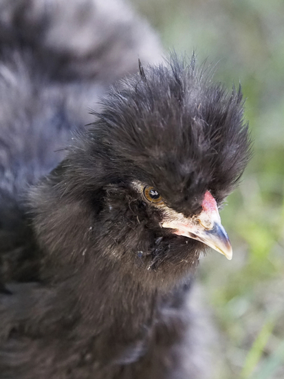 _DSC7515 Zwarte Zijdehoen
