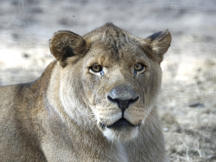 _DSC8596 Afrikaanse leeuw