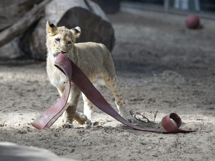 _DSC8614 Afrikaanse leeuw jong