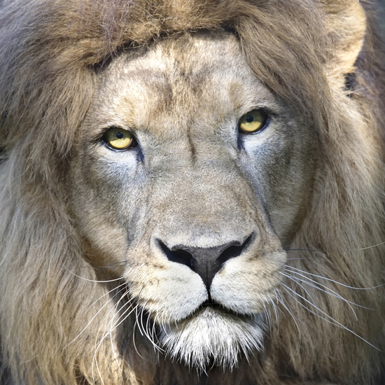 _DSC8559 Afrikaanse leeuw