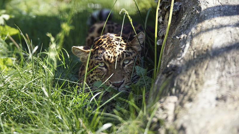 _DSC8570 Noord Chinese panter