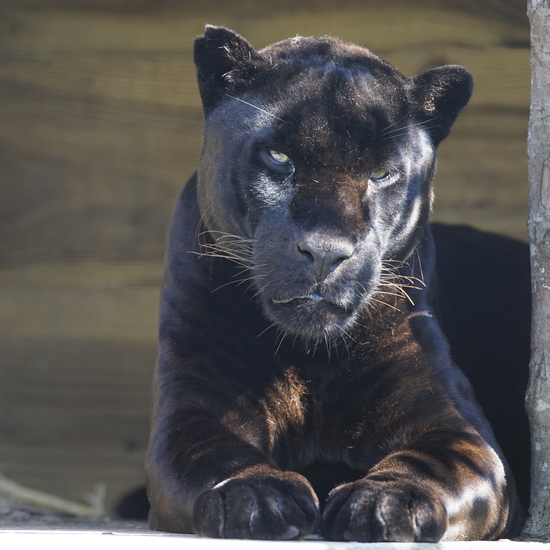 _DSC8576 Zwarte panter