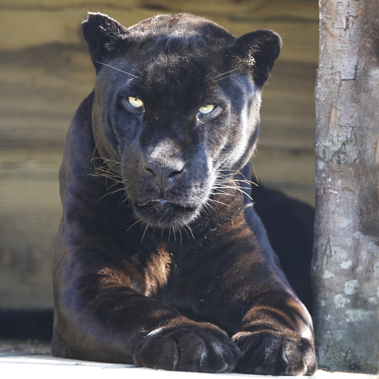 _DSC8579 Zwarte panter