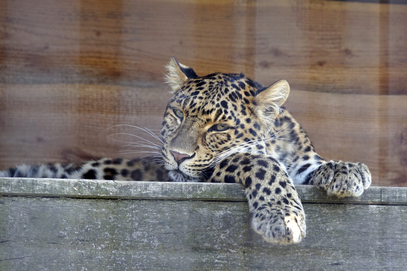_DSC9362 Noord Chinese panter