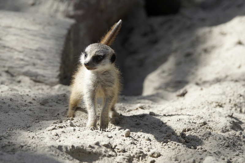 _DSC7437 Stokstaartje jonkie
