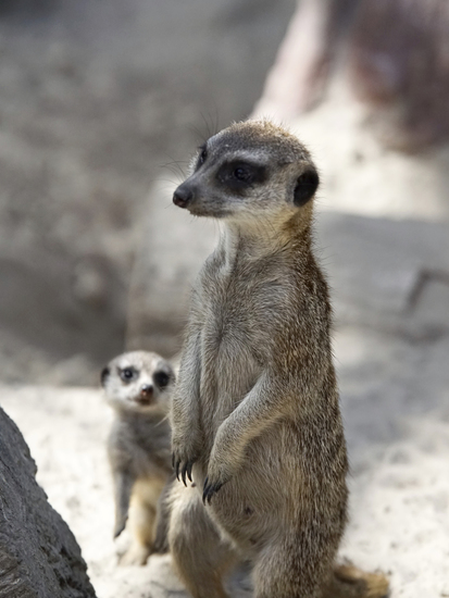 _DSC7500 Stokstaartje moeder met jong