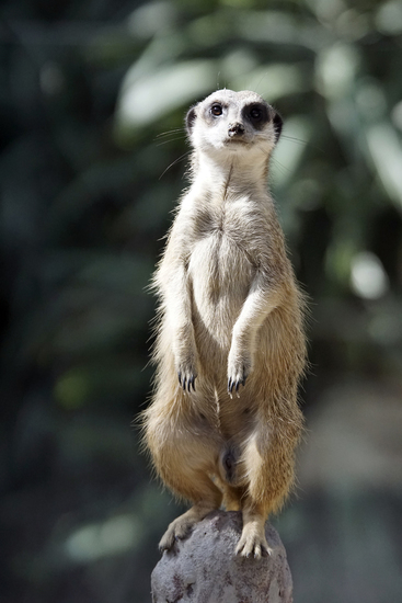 _DSC7502 Stokstaartje