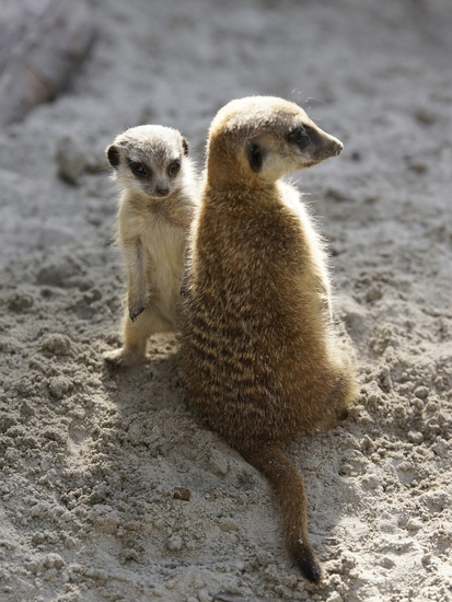 _DSC8811 Stokstaartje moeder met jong