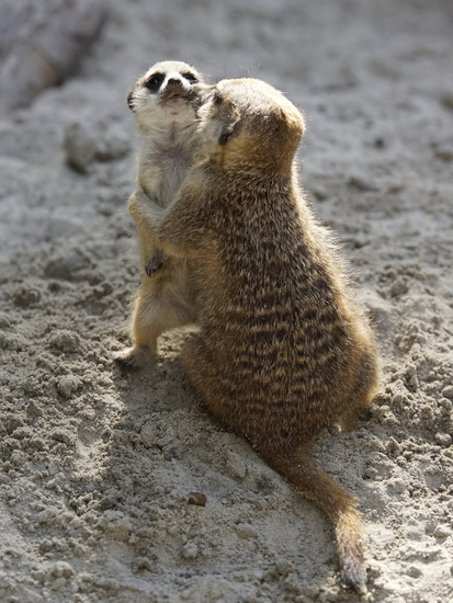 _DSC8812 Stokstaartje moeder met jong