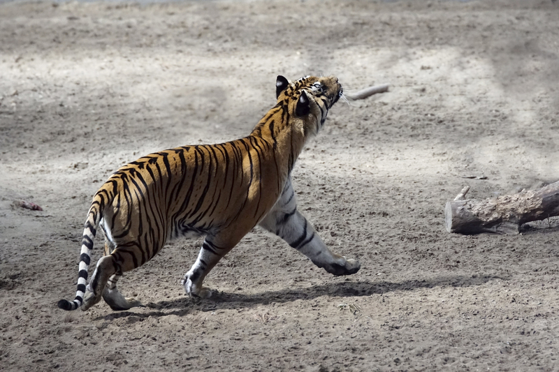 _DSC7809 Bengaalse tijger