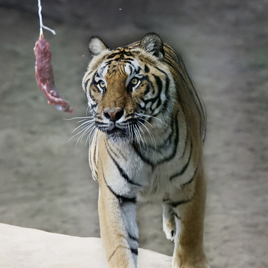 _DSC7813 Bengaalse tijger
