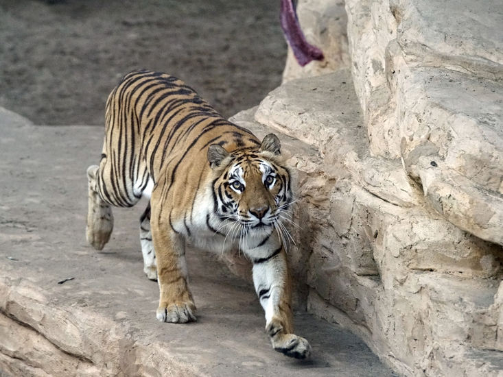 _DSC7925 Bengaalse tijger