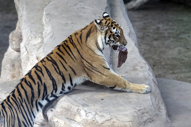 _DSC7956 Bengaalse tijger