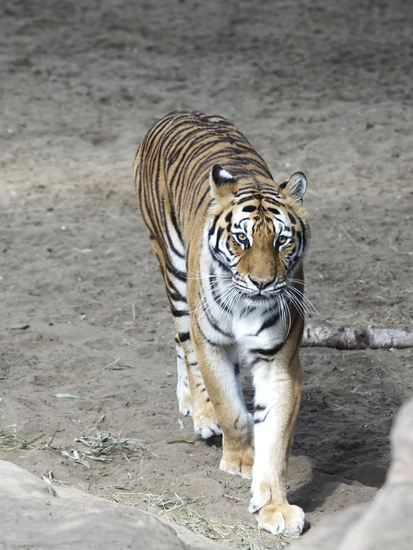_DSC9171 Bengaalse tijger