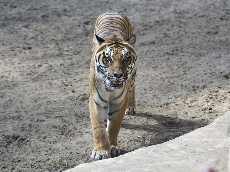 _DSC9302 Bengaalse tijger