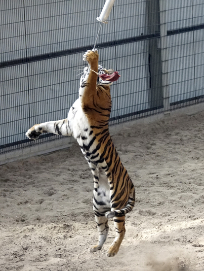 _DSC9331 Bengaalse tijger