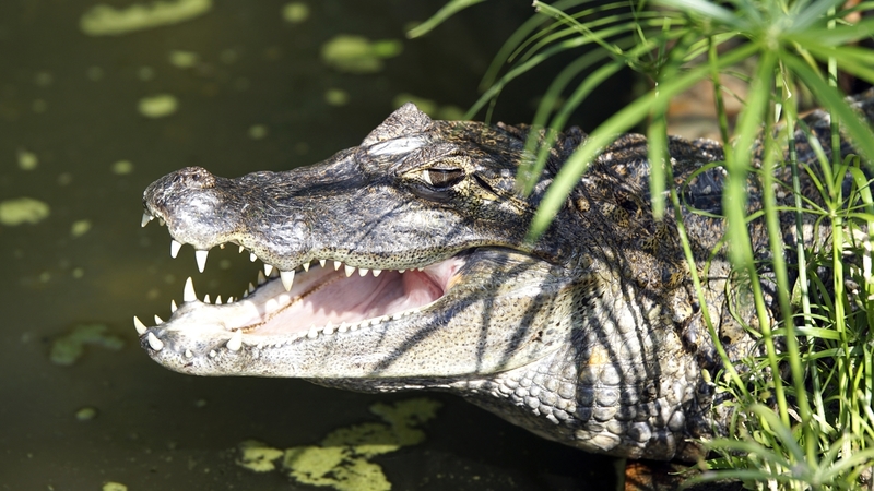 _DSC9504 Brilkaaiman