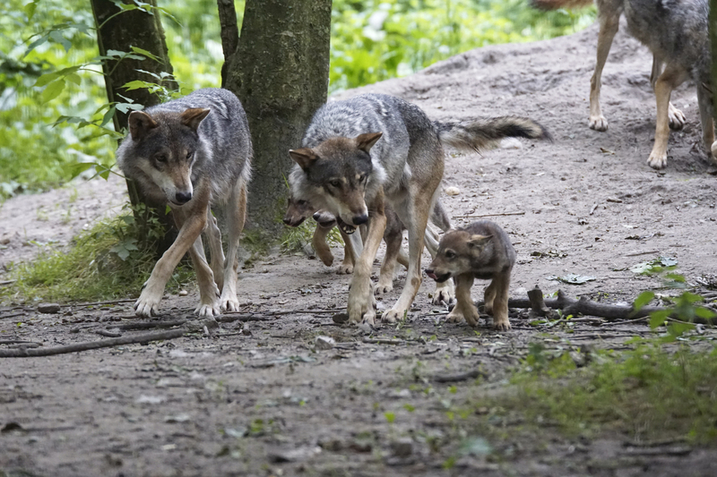 _DSC1889 Europese wolven met jongen