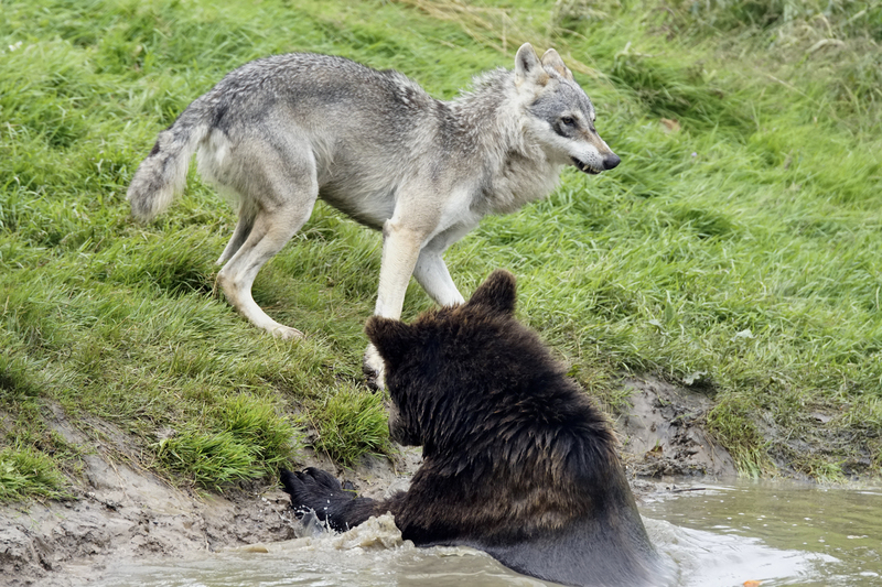 _DSC3038 Europese wolf met Bruine beer