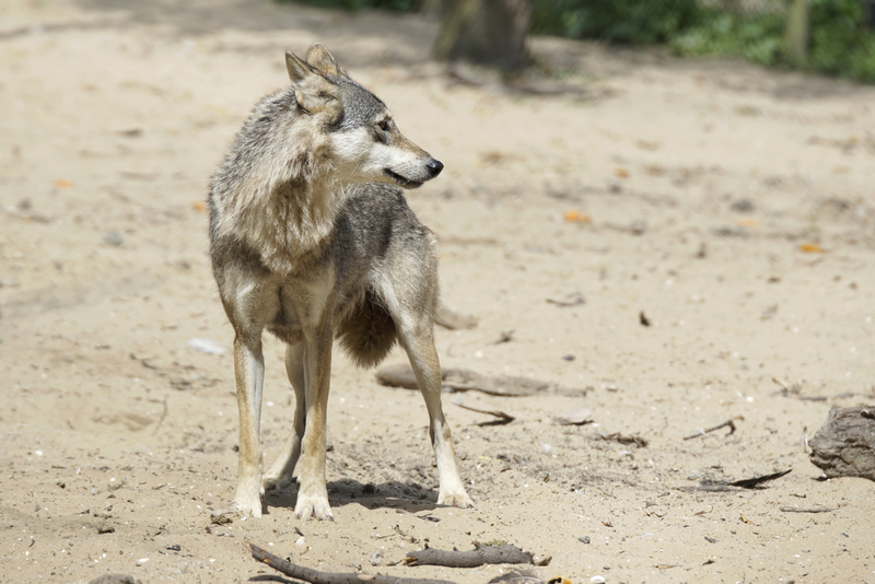 _DSC5737 Europese wolf