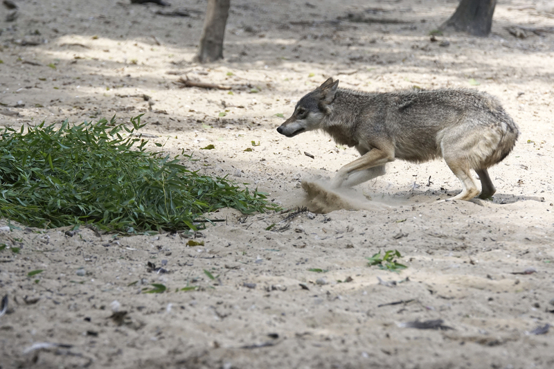 _DSC5827 Europese wolf