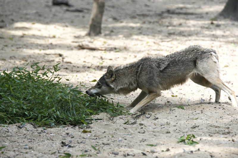 _DSC5828 Europese wolf