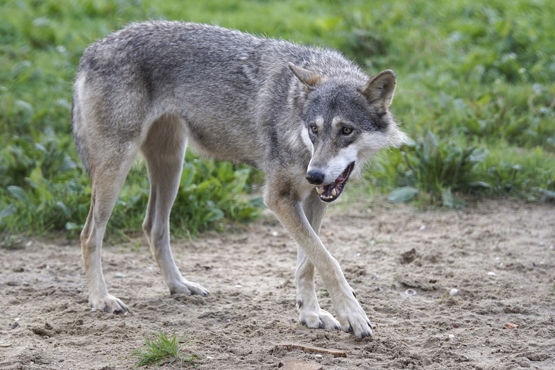 _DSC7543 Europese wolf