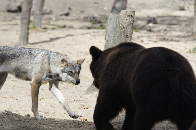 _DSC7572 Europese wolf met Jonge Bruine beer
