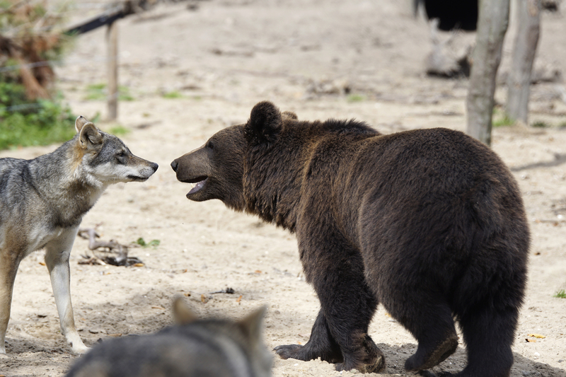 _DSC7576 Europese wolf met jonge Bruine beer