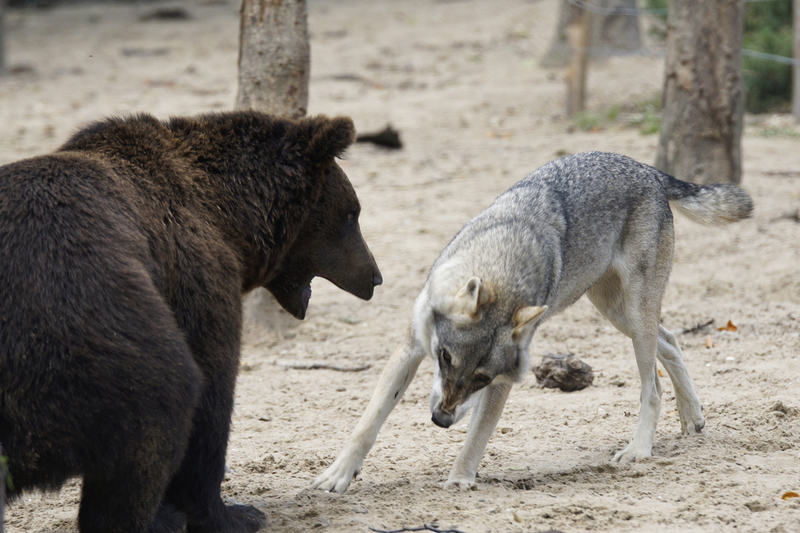 _DSC7598 Europese wolf met jonge Bruine beer